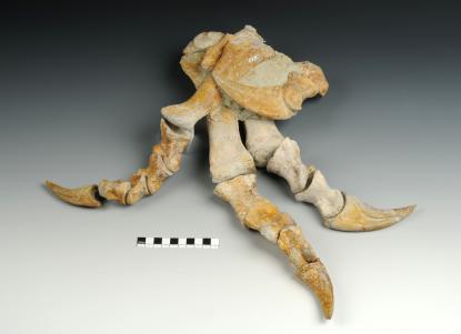 Plateoszaurusz láb